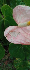 Macaria