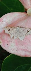 Macaria