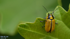 Cryptocephalus peliopterus