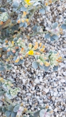 Acmispon argophyllus argophyllus