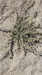 Acmispon argophyllus argophyllus