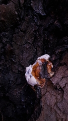 Ganoderma