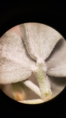 Acmispon argophyllus argophyllus