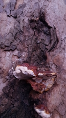 Ganoderma