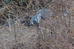 Passerina versicolor