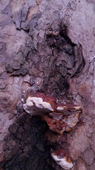 Ganoderma