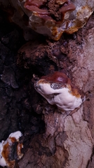 Ganoderma