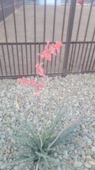 Hesperaloe parviflora