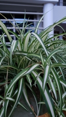 Chlorophytum comosum