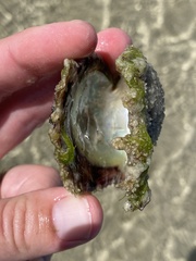 Pterioidea