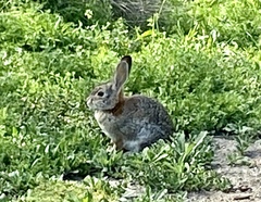 Sylvilagus audubonii