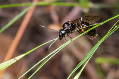 Camponotus maritimus