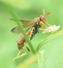 Polistes dorsalis dorsalis