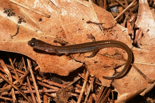 Western Dwarf Salamander