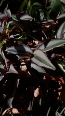 Tradescantia zebrina