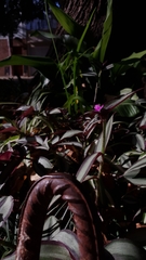 Tradescantia zebrina