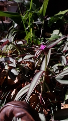 Tradescantia zebrina