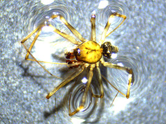 Drapetisca alteranda