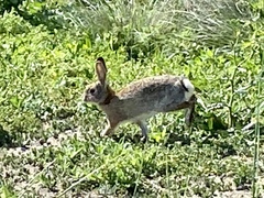Sylvilagus audubonii