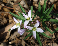 Cardamine concatenata