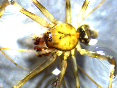 Drapetisca alteranda