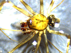 Drapetisca alteranda