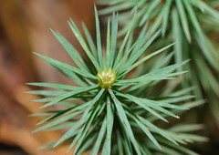 Dawsonia superba