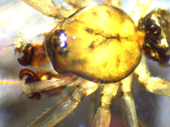 Drapetisca alteranda