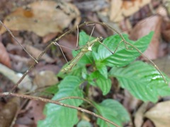 Marmessoidea