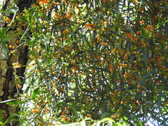 Phoradendron quadrangulare