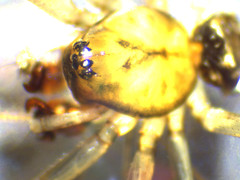 Drapetisca alteranda