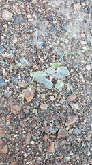 Eriogonum deflexum deflexum