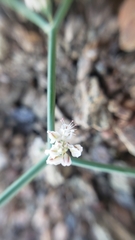 Eriogonum deflexum deflexum