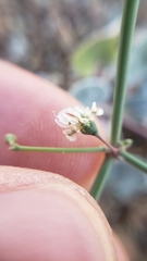 Eriogonum deflexum deflexum