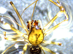 Drapetisca alteranda