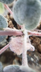 Eriogonum deflexum deflexum