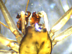 Drapetisca alteranda