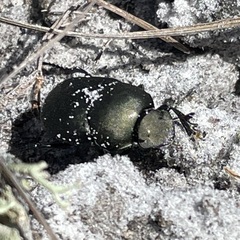 Canthon pilularius