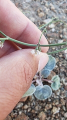 Eriogonum deflexum deflexum