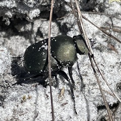 Canthon pilularius