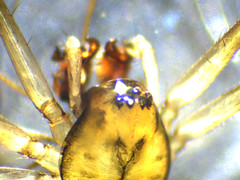 Drapetisca alteranda