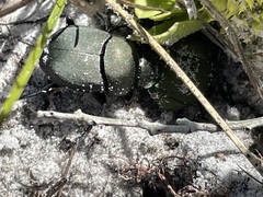 Canthon pilularius