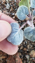 Eriogonum deflexum deflexum