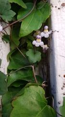 Cymbalaria muralis