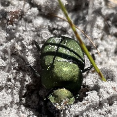 Canthon pilularius