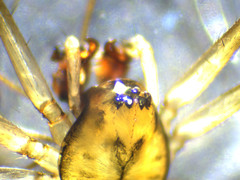 Drapetisca alteranda