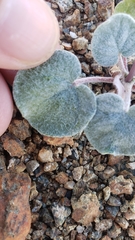 Eriogonum deflexum deflexum