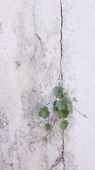 Cymbalaria muralis