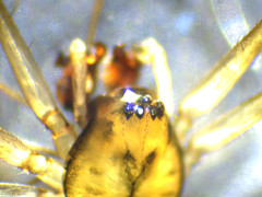 Drapetisca alteranda