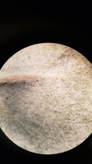 Eriogonum deflexum deflexum